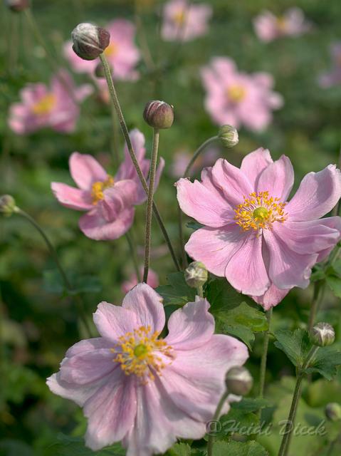 japKoenigin Charlotte3.jpg - Anemone jap Koenigin Charlotte